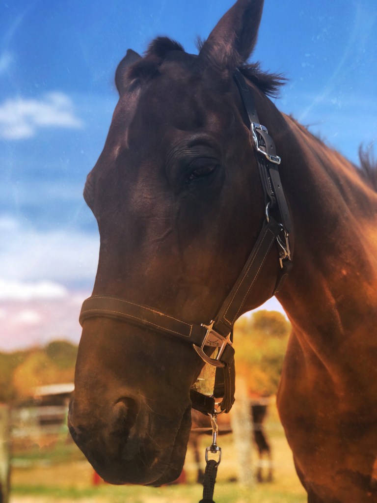 Photo of horse client that Sin Mariani provided energetic healing and channeled guidance for.