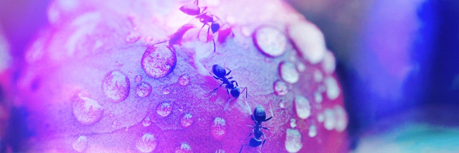 Image of ants on a peony bud, pink hues and channeled guidance from Sin Mariani.
